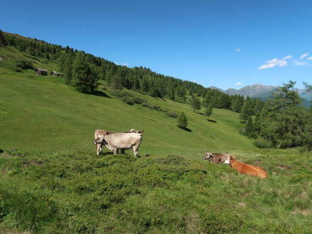 Egger Mähder (12. Juni)