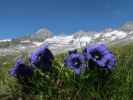 zwischen Plauener Hütte und Sonntaglahnerkopf (19. Juni)