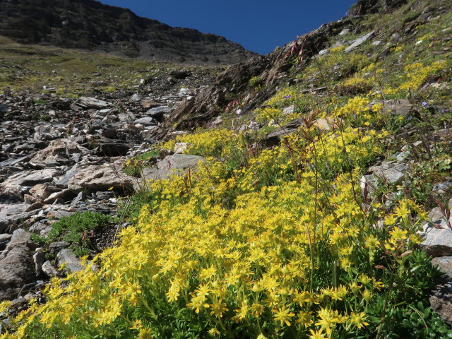neben dem Glatzgang (14. Aug.)