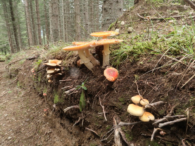 zwischen Mühlhauserhütte und Klementikapelle (4. Sep.)