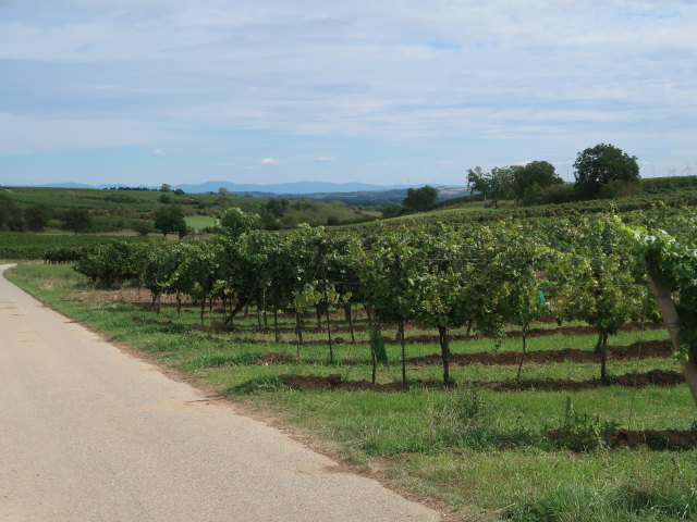 zwischen Poysdorf und Herrnbaumgarten