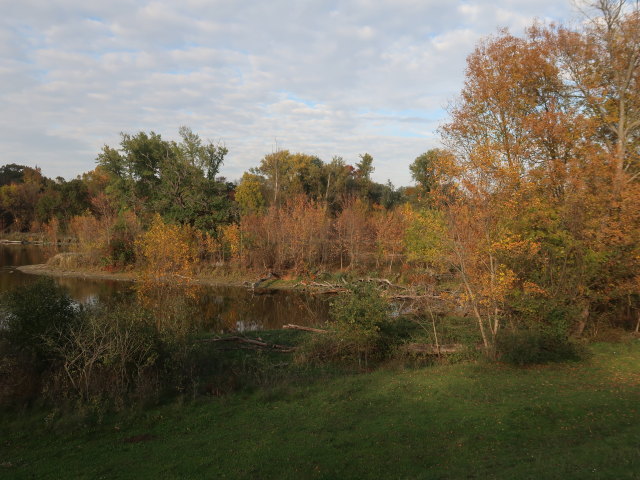 zwischen Oberweiden und Marchegg