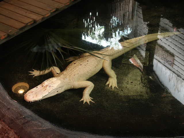 St. Augustine Alligator Farm Zoological Park (6. Nov.)