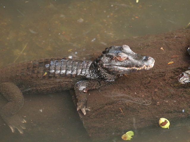 St. Augustine Alligator Farm Zoological Park (6. Nov.)