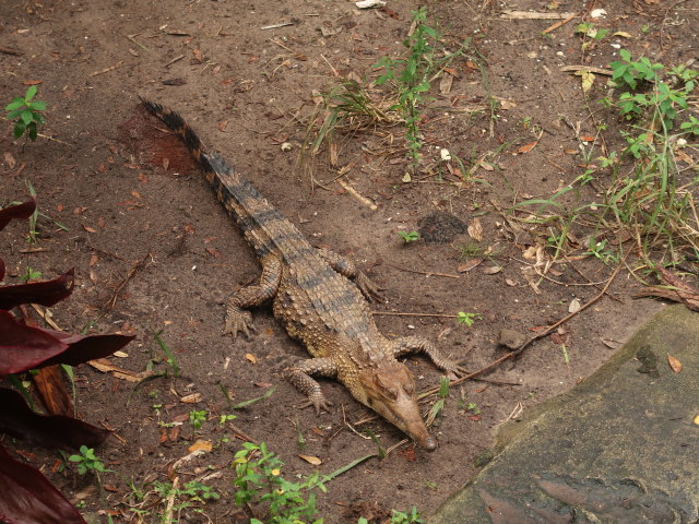 St. Augustine Alligator Farm Zoological Park (6. Nov.)