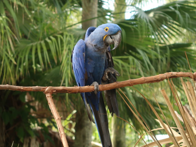 St. Augustine Alligator Farm Zoological Park (6. Nov.)