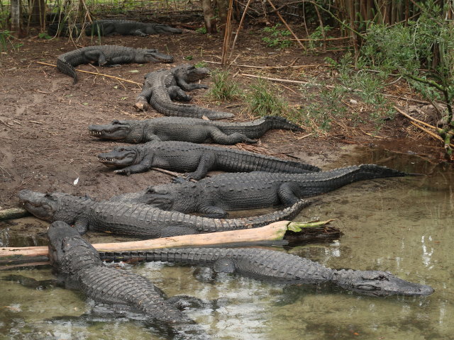 St. Augustine Alligator Farm Zoological Park (6. Nov.)