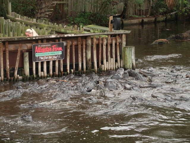 St. Augustine Alligator Farm Zoological Park (6. Nov.)