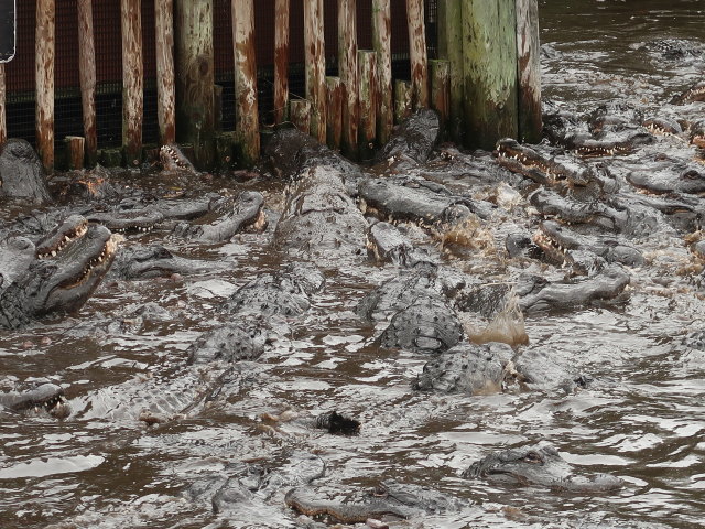 St. Augustine Alligator Farm Zoological Park (6. Nov.)