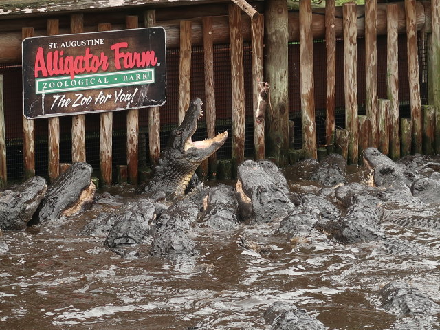 St. Augustine Alligator Farm Zoological Park (6. Nov.)