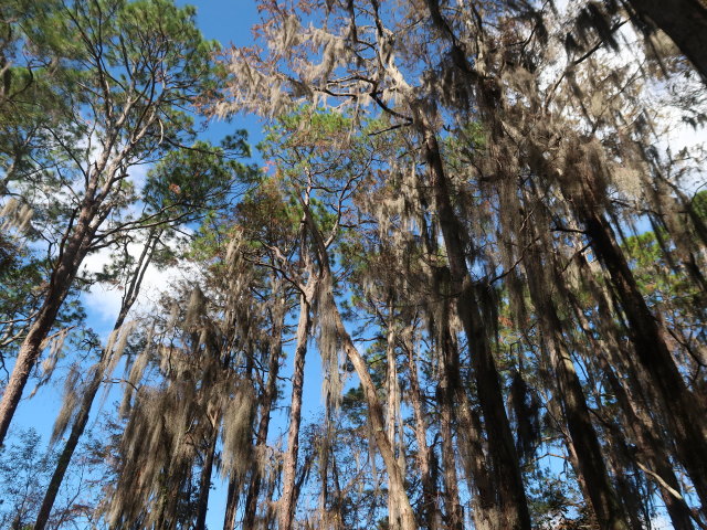 Okefenokee Swamp Park (7. Nov.)