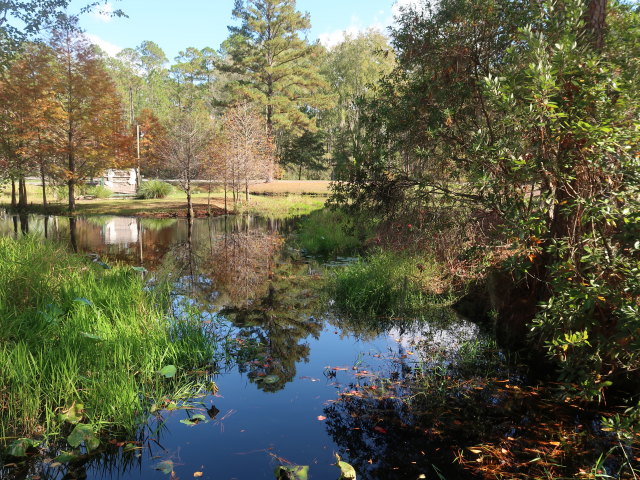 Okefenokee Swamp Park (7. Nov.)