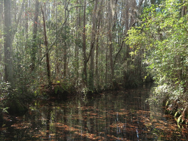 Okefenokee Swamp Park (7. Nov.)