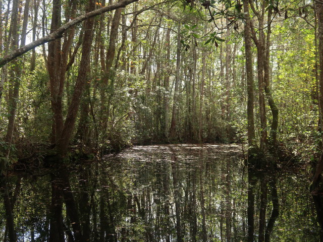 Okefenokee Swamp Park (7. Nov.)