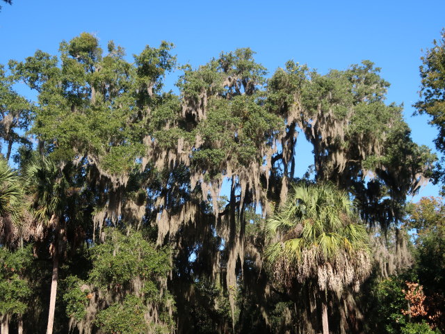 Wormsloe Historic Site (8. Nov.)