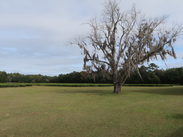 Charleston Tea Garden (9. Nov.)