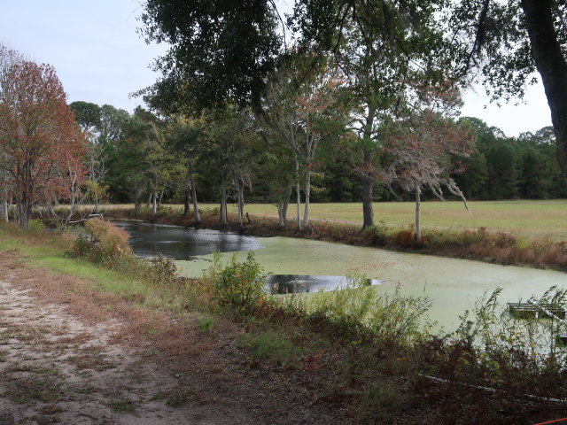 Charleston Tea Garden (9. Nov.)
