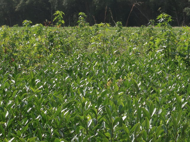 Charleston Tea Garden (9. Nov.)