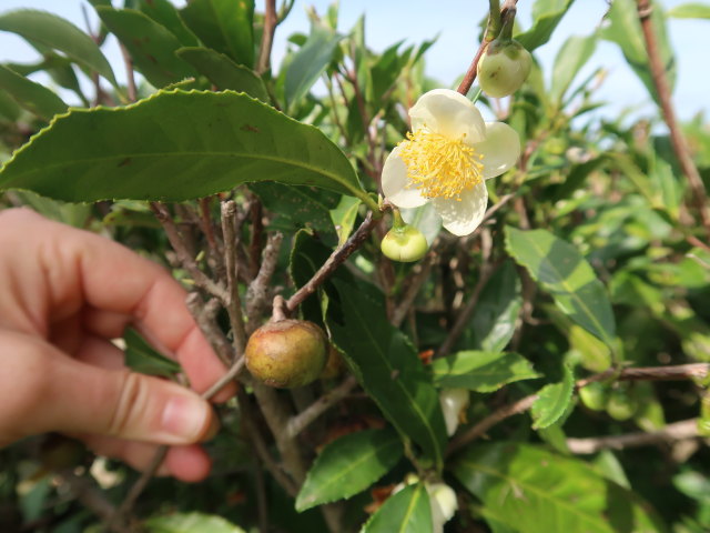 Charleston Tea Garden (9. Nov.)