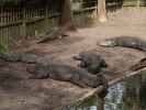 St. Augustine Alligator Farm Zoological Park (6. Nov.)