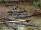 St. Augustine Alligator Farm Zoological Park (6. Nov.)