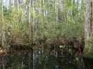 Okefenokee Swamp Park (7. Nov.)