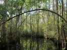 Okefenokee Swamp Park (7. Nov.)