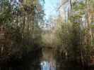 Okefenokee Swamp Park (7. Nov.)