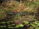 Okefenokee Swamp Park (7. Nov.)