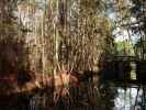 Okefenokee Swamp Park (7. Nov.)