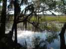 Skidaway River (8. Nov.)