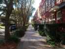 Oglethorpe Avenue in Savannah (8. Nov.)