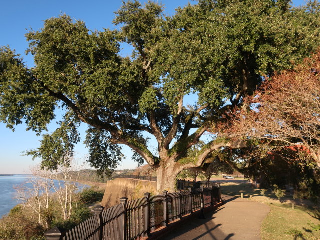 Natchez Bluff (17. Nov.)