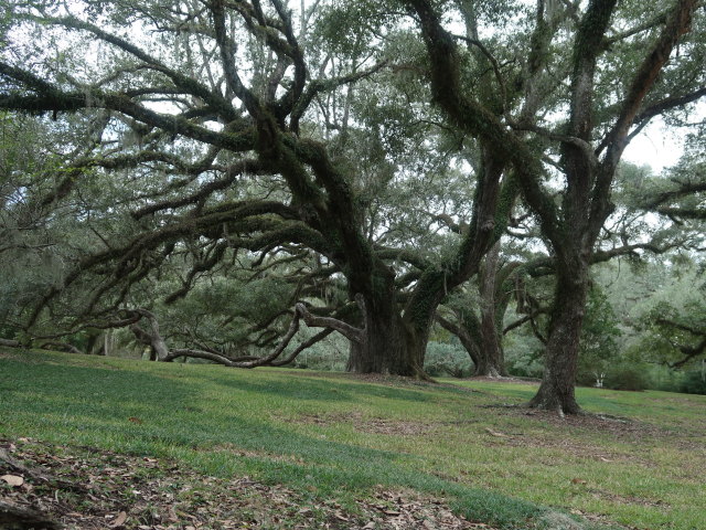 Jungle Gardens auf Avery Island (18. Nov.)