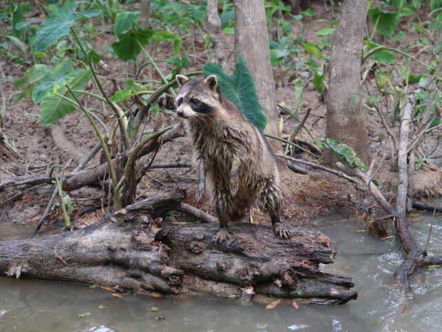 Old Pearl River (20. Nov.)