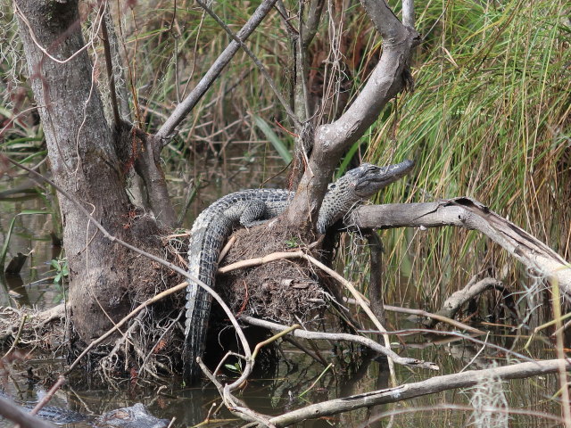 Old Pearl River (20. Nov.)