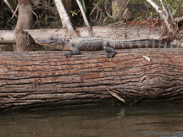 Old Pearl River (20. Nov.)