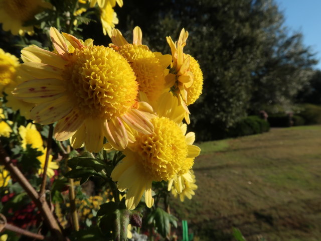 Bellingrath Gardens (21. Nov.)