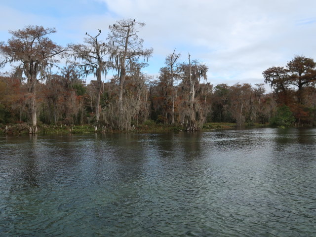 Wakulla River im Wakulla Springs State Park (23. Nov.)