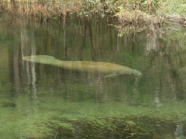 Wakulla River im Wakulla Springs State Park (23. Nov.)