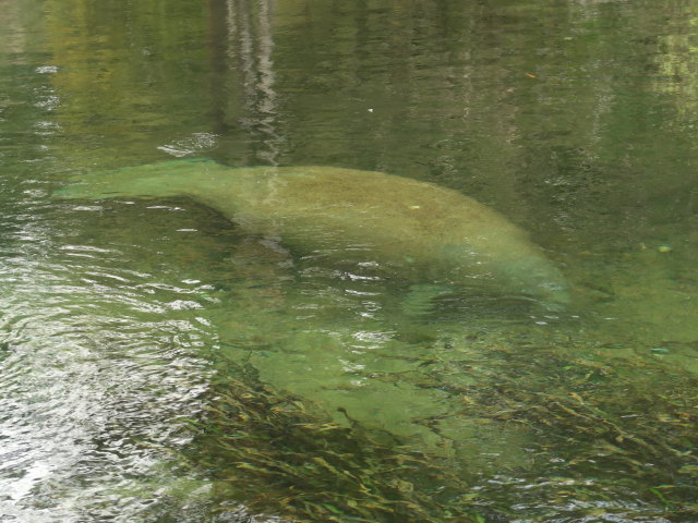 Wakulla River im Wakulla Springs State Park (23. Nov.)