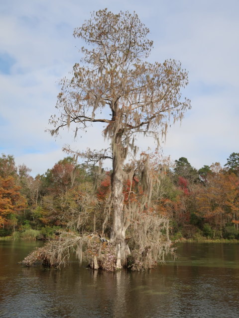 Wakulla River im Wakulla Springs State Park (23. Nov.)