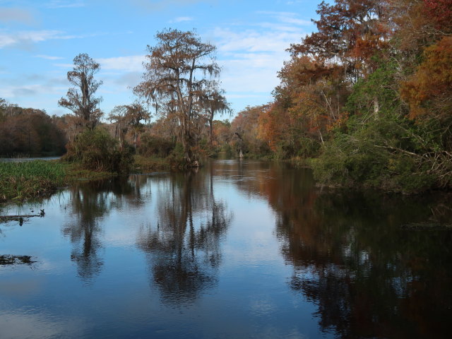 Wakulla River im Wakulla Springs State Park (23. Nov.)