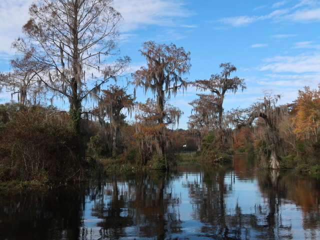 Wakulla River im Wakulla Springs State Park (23. Nov.)