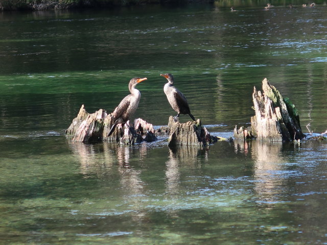 Wakulla River im Wakulla Springs State Park (23. Nov.)