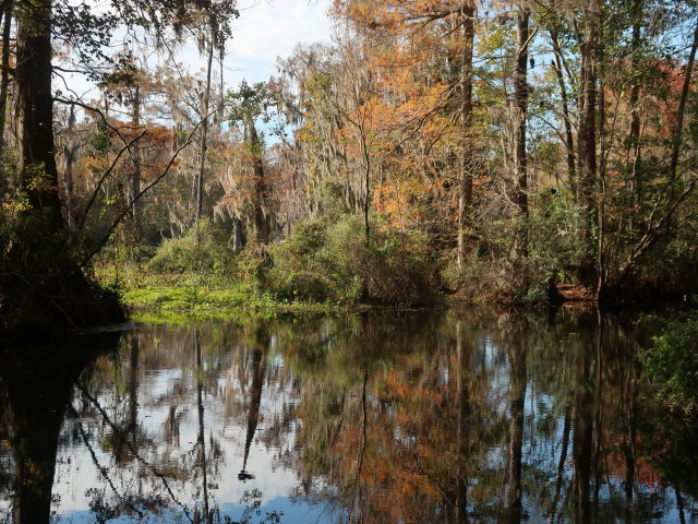 Wakulla River im Wakulla Springs State Park (23. Nov.)