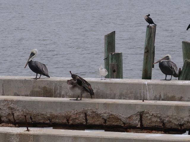 Cedar Key (24. Nov.)