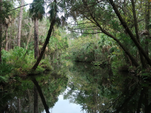 Homosassa River im Homosassa Springs Wildlife State Park (24. Nov.)