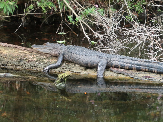 Homosassa Springs Wildlife State Park (24. Nov.)