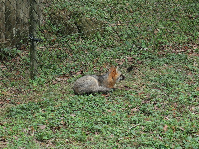 Homosassa Springs Wildlife State Park (24. Nov.)